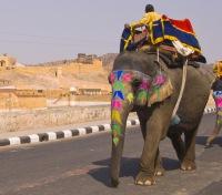 Elephant Ride Elephant Ride