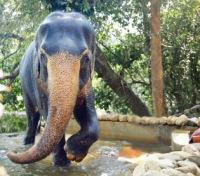 Indian Elephant