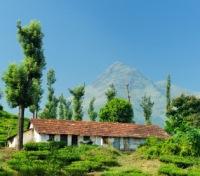 Tea Plantation