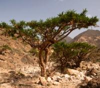 Frankincense Tree