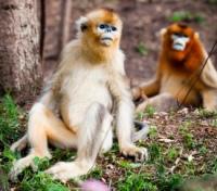 Golden Monkeys