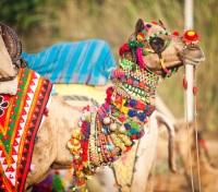 Camel at Pushkar Fair