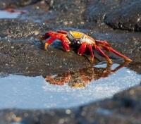 Galapagos Crab on Santiago Island