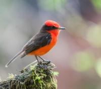 Vermilion Flycatcher on Santa Cruz Island