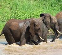 Kinabatangan River Wildlife