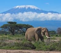 Elephant March