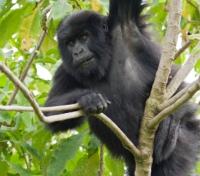 Young Gorilla 