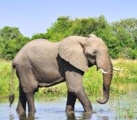 The Mighty Elephant