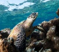 Hawksbill Sea Turtle