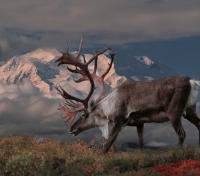 Caribou in Denali N.P.