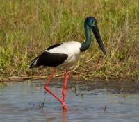 Black-Necked Stork