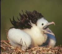Bird at Isla Contoy 