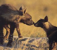Brown Hyaena