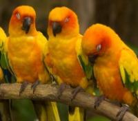 Jurong Bird Park Jurong Bird Park