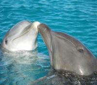 Dolphin Swim