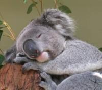 Koala Bear Koala Bear