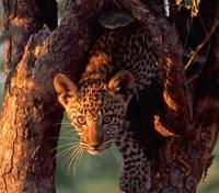 Leopard in Hwange