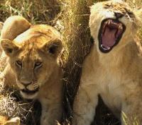 Lions
