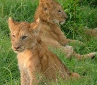 Lion Cubs