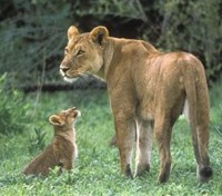 Lions Lions