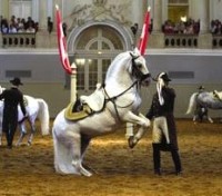 Lipizzan Training Lipizzan Training