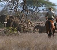 Horseback Safari Guide
