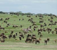 Migration Herds: Wildebeest & Zebra