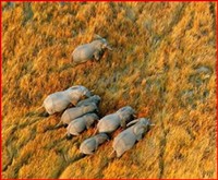 Elephants in the Savannah Elephants in the Savannah