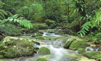 Mossman Gorge