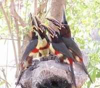 Toucans