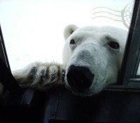 Nosy Polar Bear