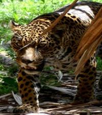 Jaguar - Orinoco Delta Lodge