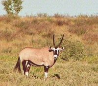 Oryx