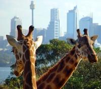 Taronga Zoo