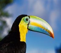 Toucan
