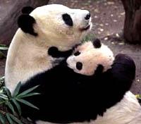Giant Panda