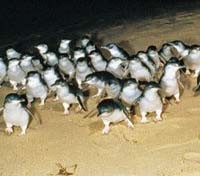 Penguin parade