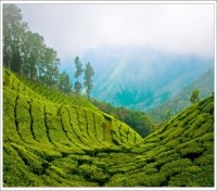 Munnar Tea Plantation