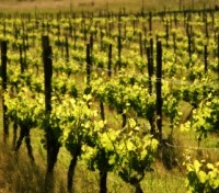 Vineyard