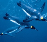 King Penguins swimming underwater King Penguins swimming underwater