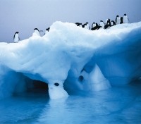 Antarctica Antarctica
