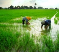 Paddy field