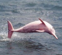 Dolphin Sighting 