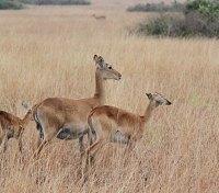 Grazing Antelope
