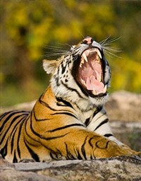 Ranthambore Tigers Ranthambore Tigers