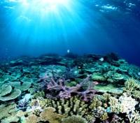 Great Barrier Reef Dive