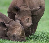 Rhino Rhino
