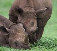 Rhino Rhino