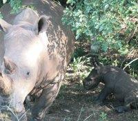 Rhino Tracking