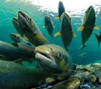 Salmon